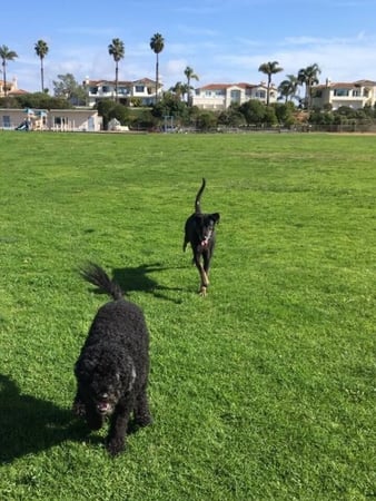 Images Del Mar Doggers dog walking, dog sitting, overnight stays