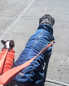 Images Downtown Brooklyn Pet Care