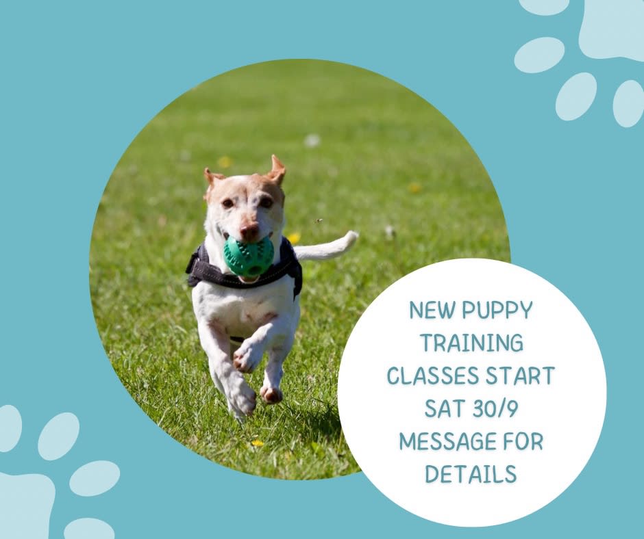 Images Waggy Tails Dog Training