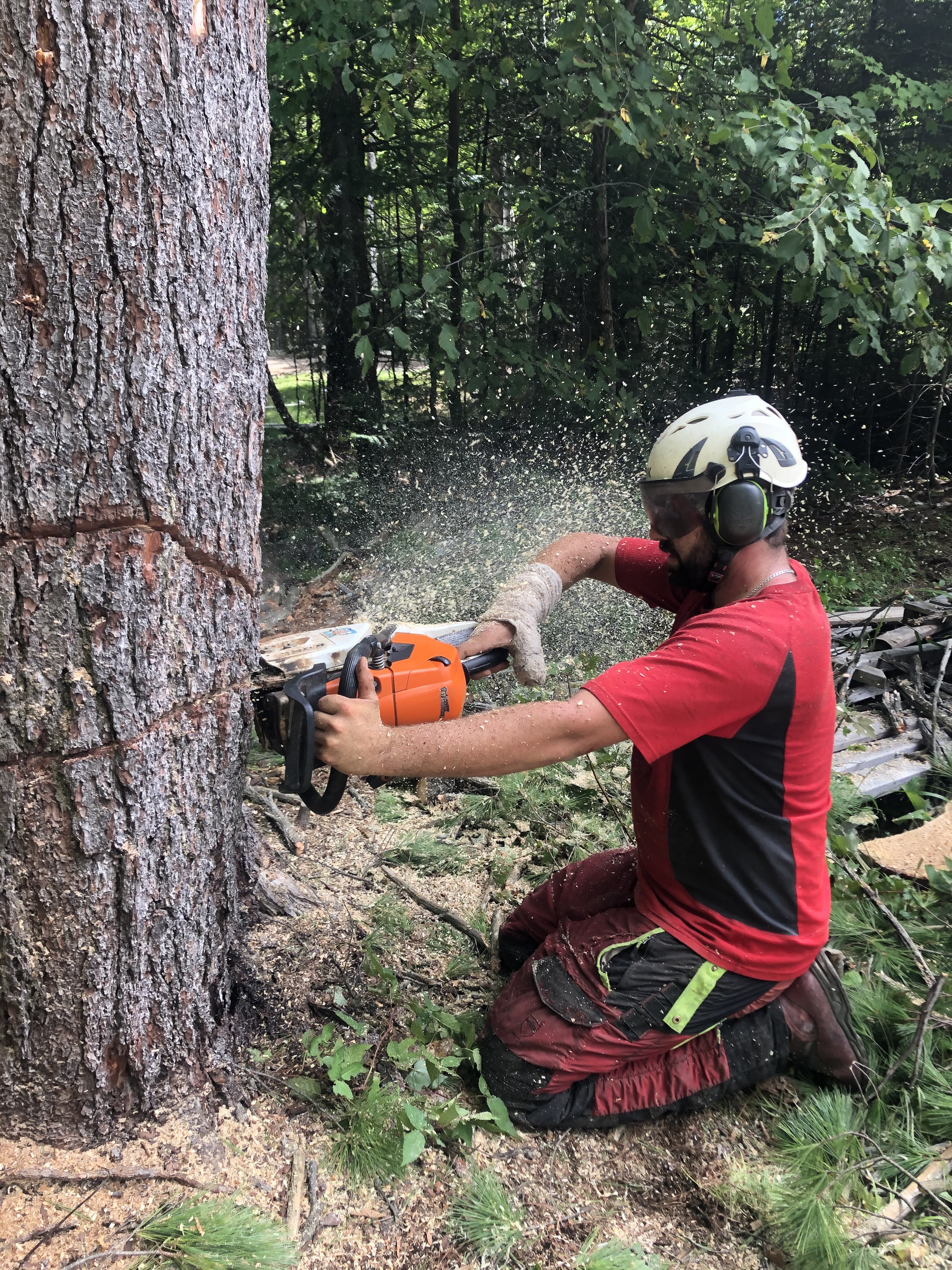 Images Élagage Frère d'Arbres