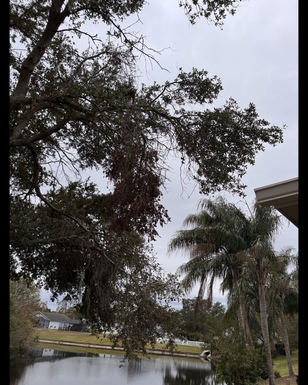 Images Trent's Tree Service The Neighborhood Arborist LLC