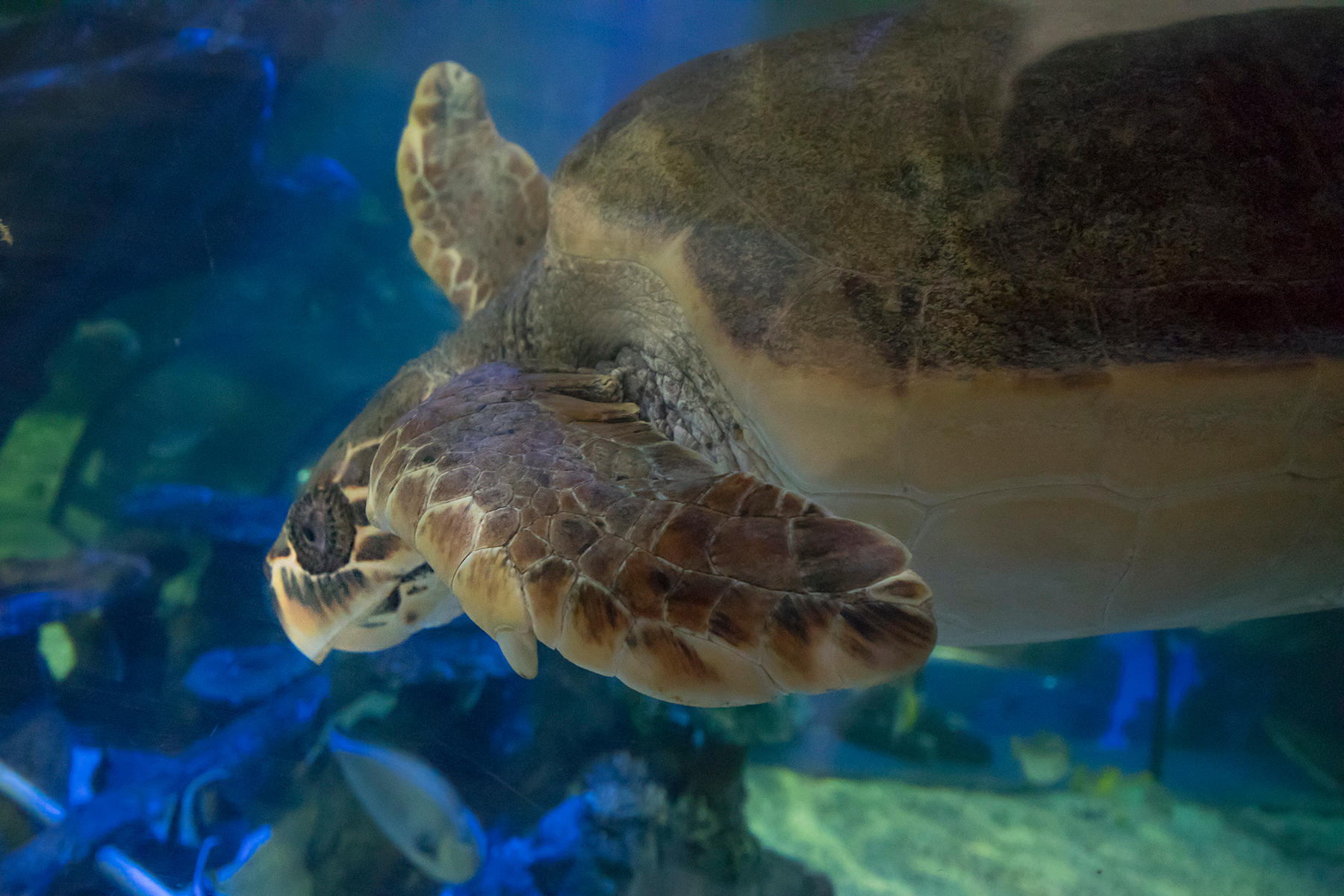 Meet our majestic Loggerhead Sea Turtle, Antiopi SEA LIFE Scarborough Scarborough 01723 373414