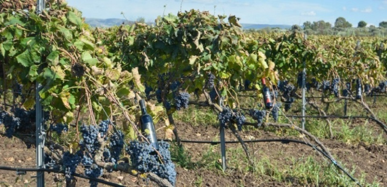 Images Stracquadaini Vini