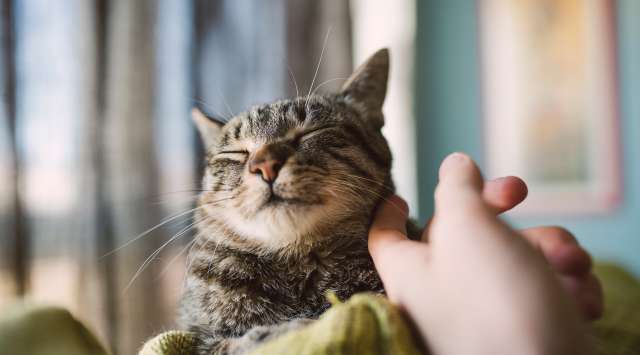 Katzenhaltung trotz Allergie? - Allinaz Thomas Schmidbauer