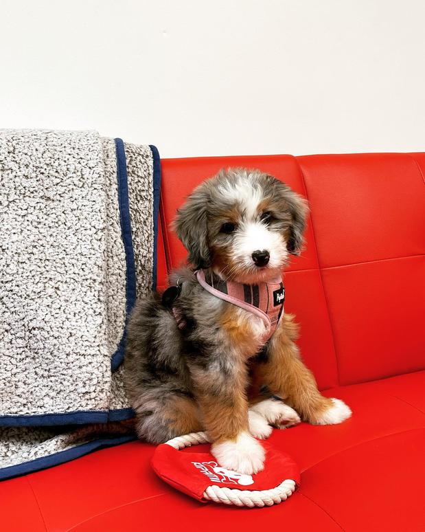 Images Cara Welling - State Farm Insurance Agent