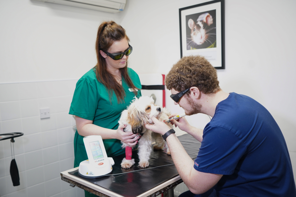 Images Streatham Hill Veterinary Surgery