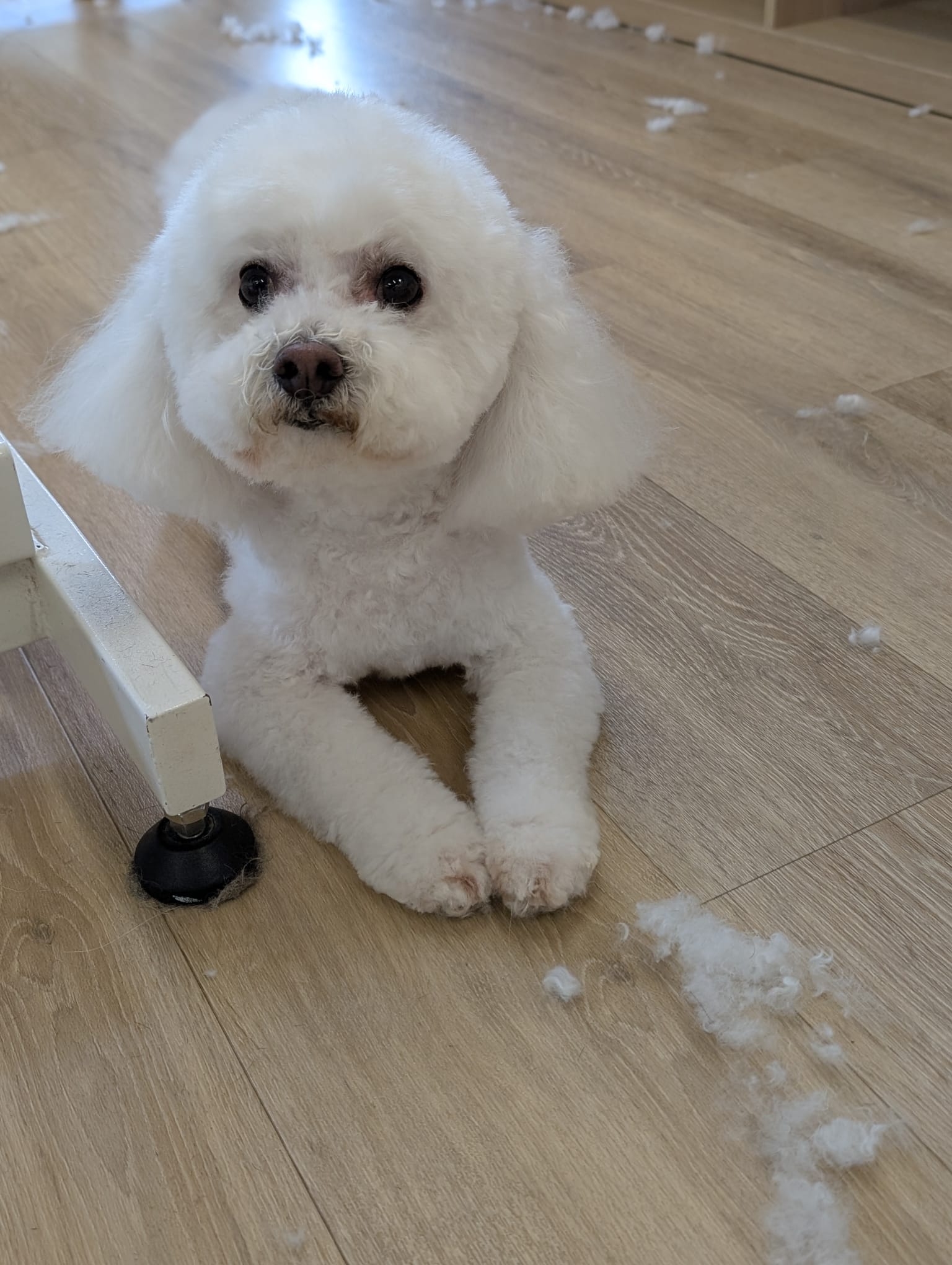 Bilder HUND UM by Sabrina Vogt