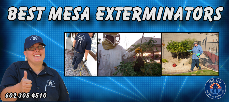 Bills Pest Termite Control Mesa Az Image
