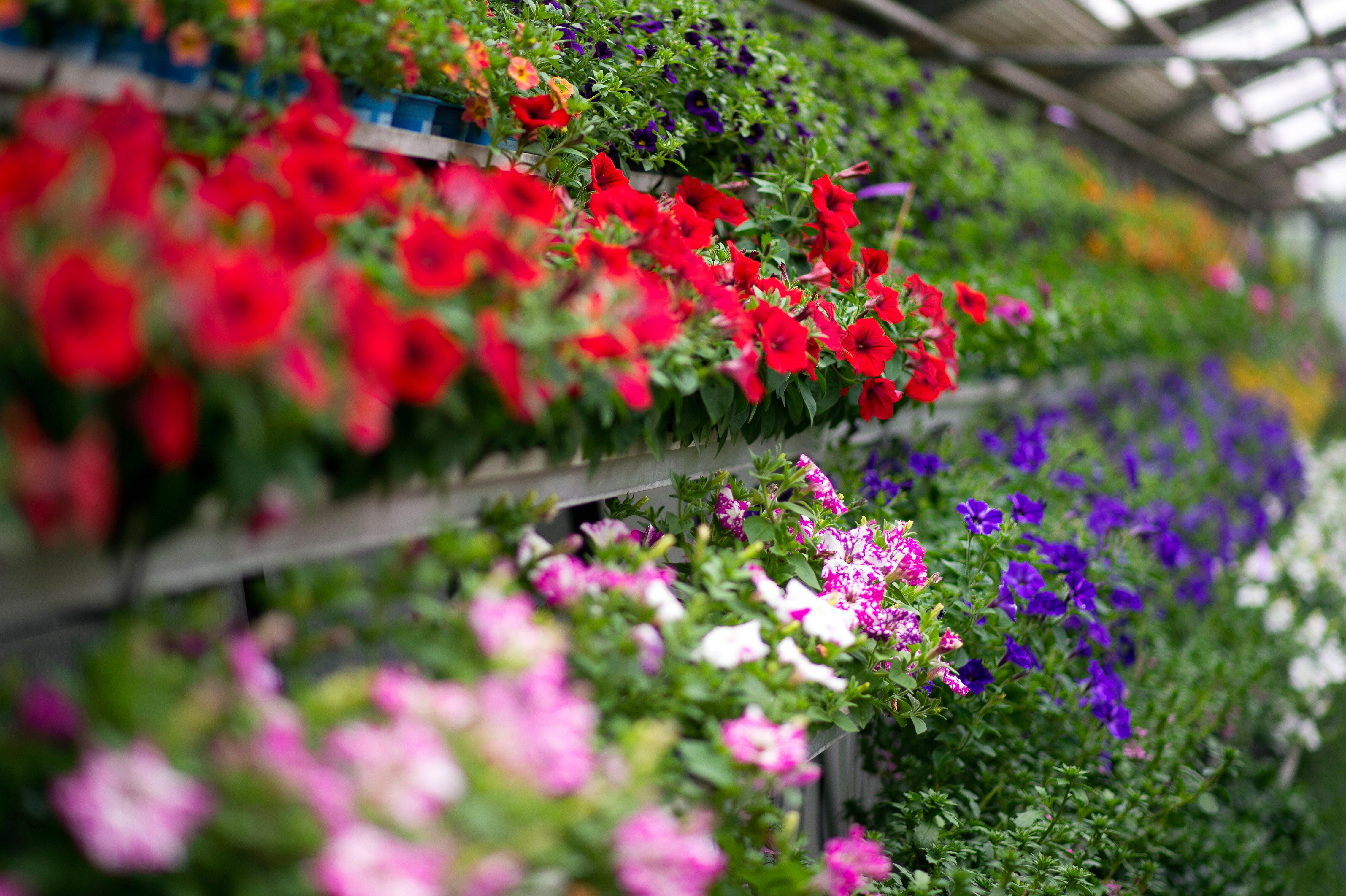 Urech Garten AG, Heroldstrasse 25 in Chur