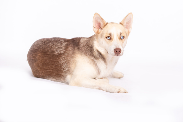 Images VCA Becker Animal Hospital and Pet Resort
