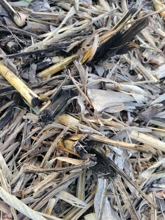 Images Corn Stalk Roller
