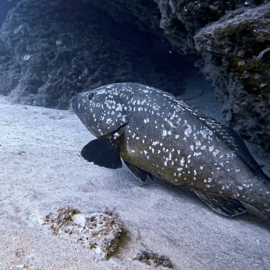 Images CENTRE D'IMMERSIÓ CAP DE CREUS