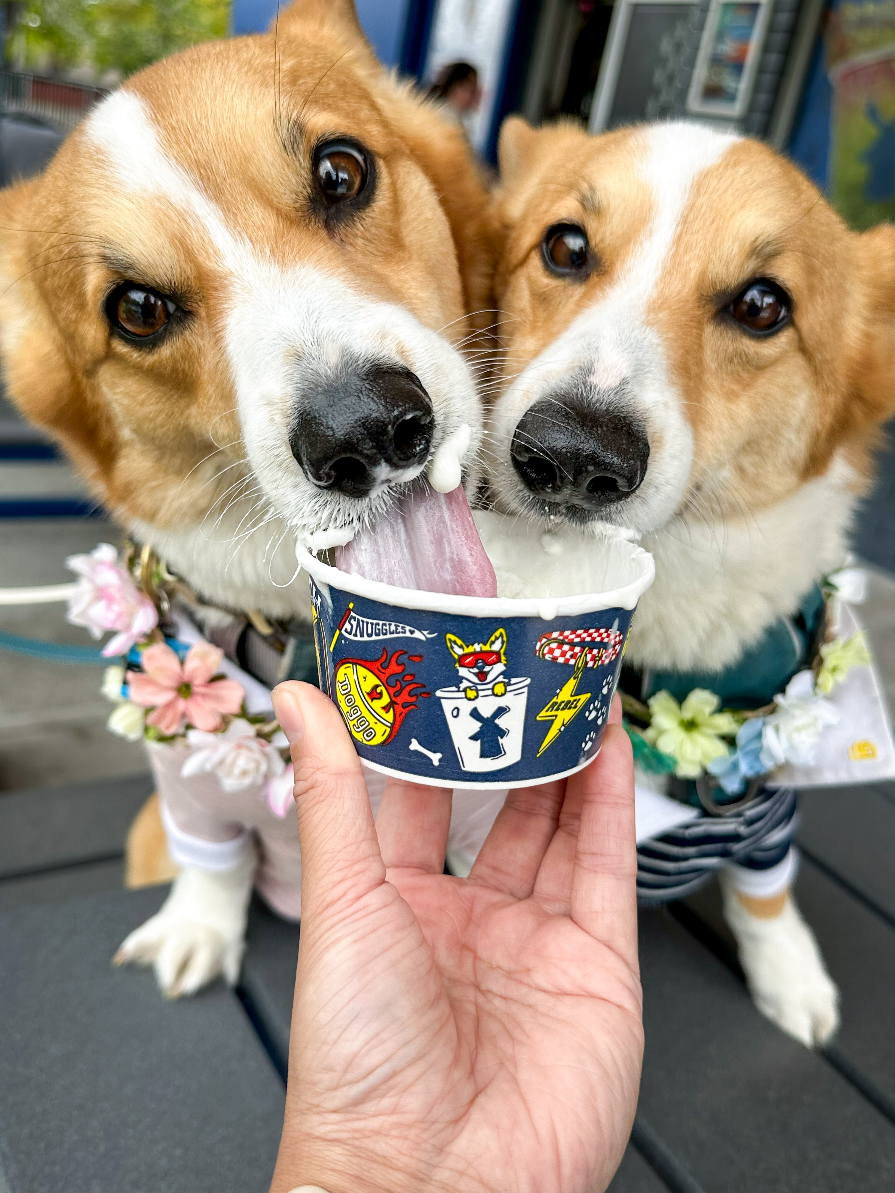 Dutch Bros Coffee Image