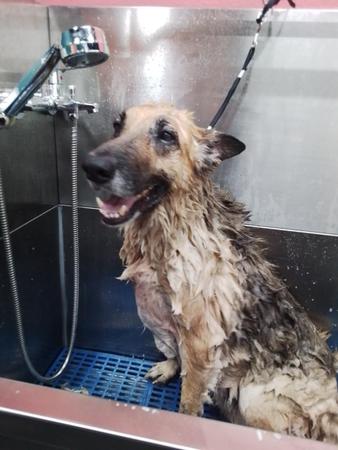 Images Well Groomed Pets McAllen