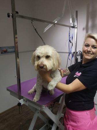 Fellness Studio - Tierfriseur | Tierpflege & Tiernahrung, Dr. Karl- Steiner-Straße 31 in Wattens