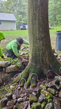 Images Titan Arbor Care Tree Service