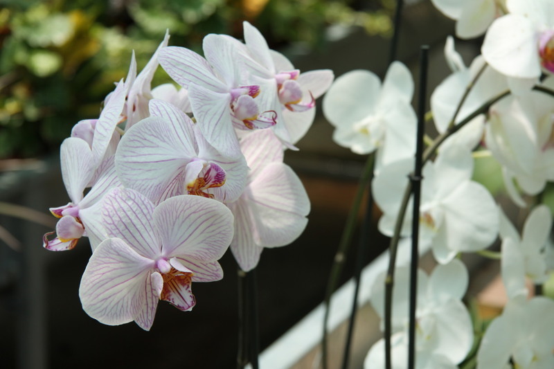 Images Vivai Giuranna