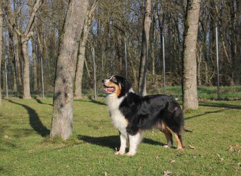 Images Rieshof Dogresort