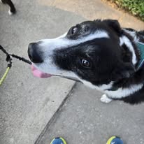 Images Canine Harmony