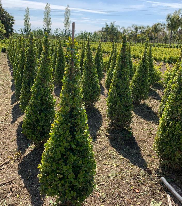 Images Vivaio Masullo Piante