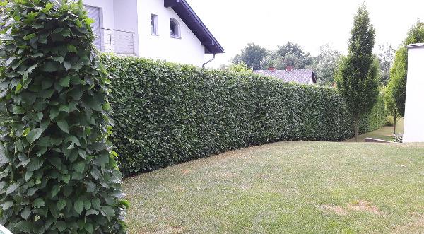 KLUG IM GARTEN - DI Helmut Klug Gartengestaltung & Schwimmteichbau, Doppl 6 in Schwertberg