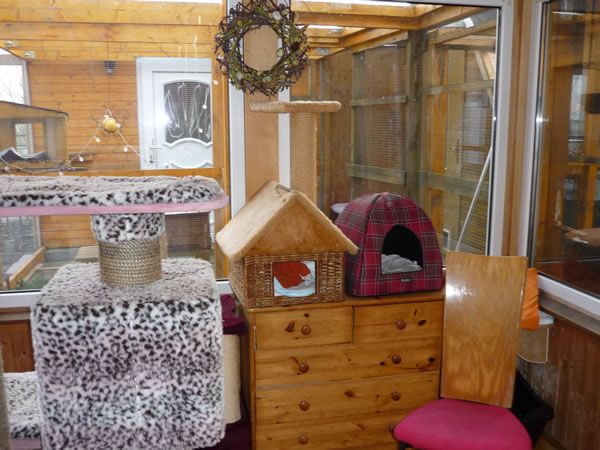 Katzenpension 