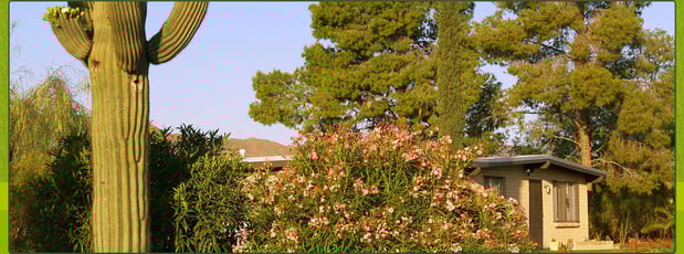 Images La Sierra Tree & Palm