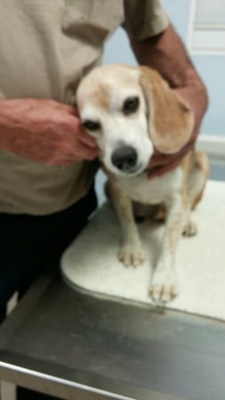 Images Danville Area Humane Society