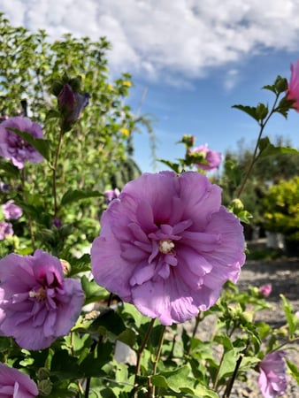 Images Cache Valley Nursery