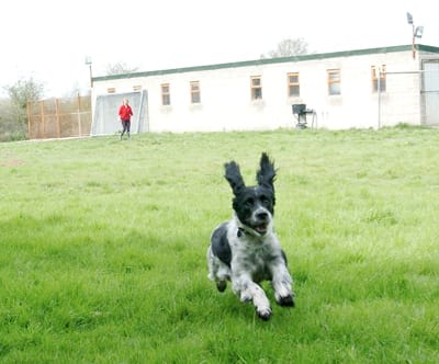 Images Ad Astra Kennels & Cattery