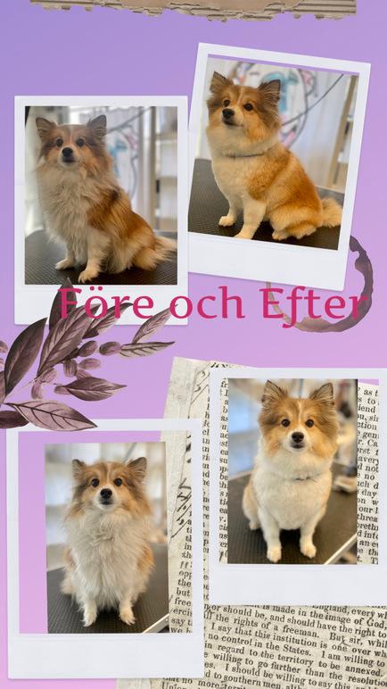 Images 4 Tassarnas Trim AB