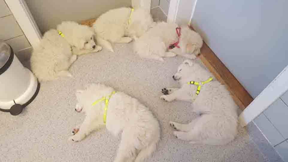 Images Store Heddinge Dyrehospital