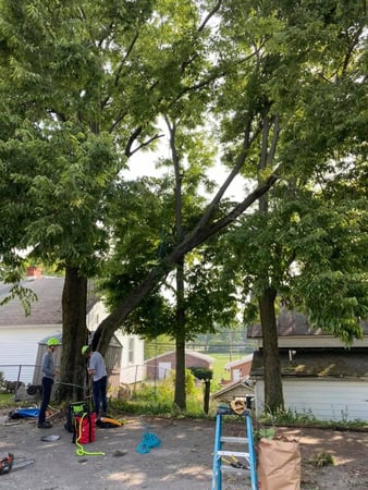 Images Sunbury Tree Care