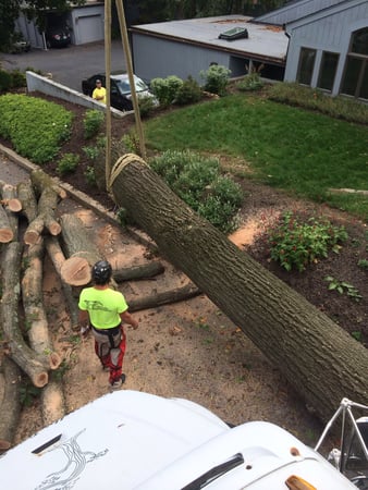 Images Friendly Tree Service Inc