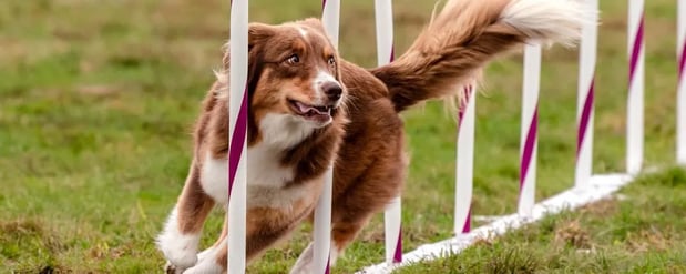 Images New York State Canine Expo