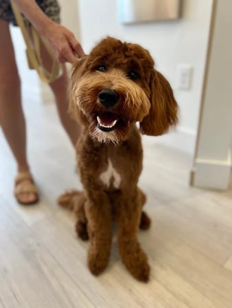 Images Petfolk Veterinary & Urgent Care - Mansfield