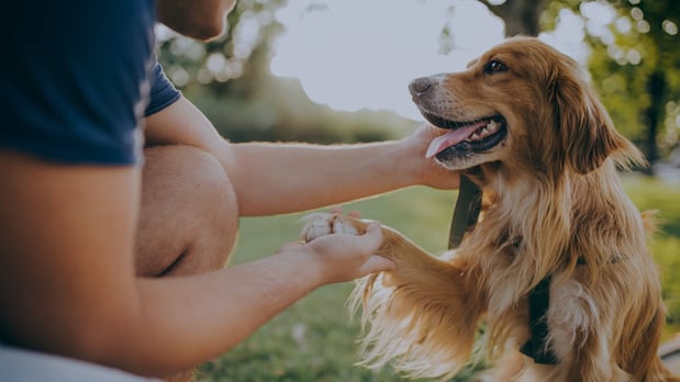 Images Shear Pawfection