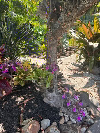 Images Sunkissed Med Spa