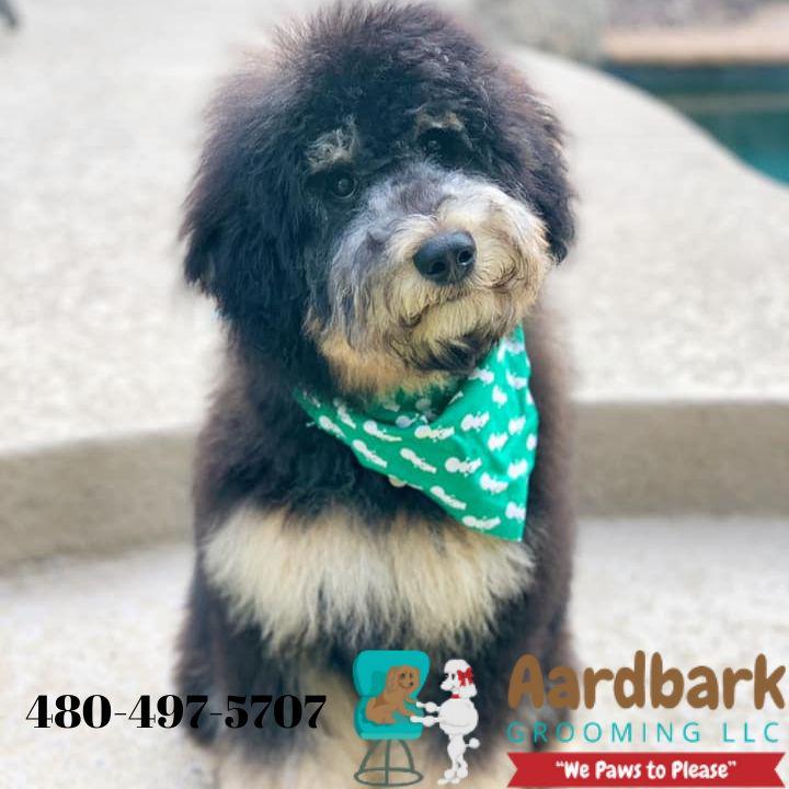 Aardbark Grooming Photo