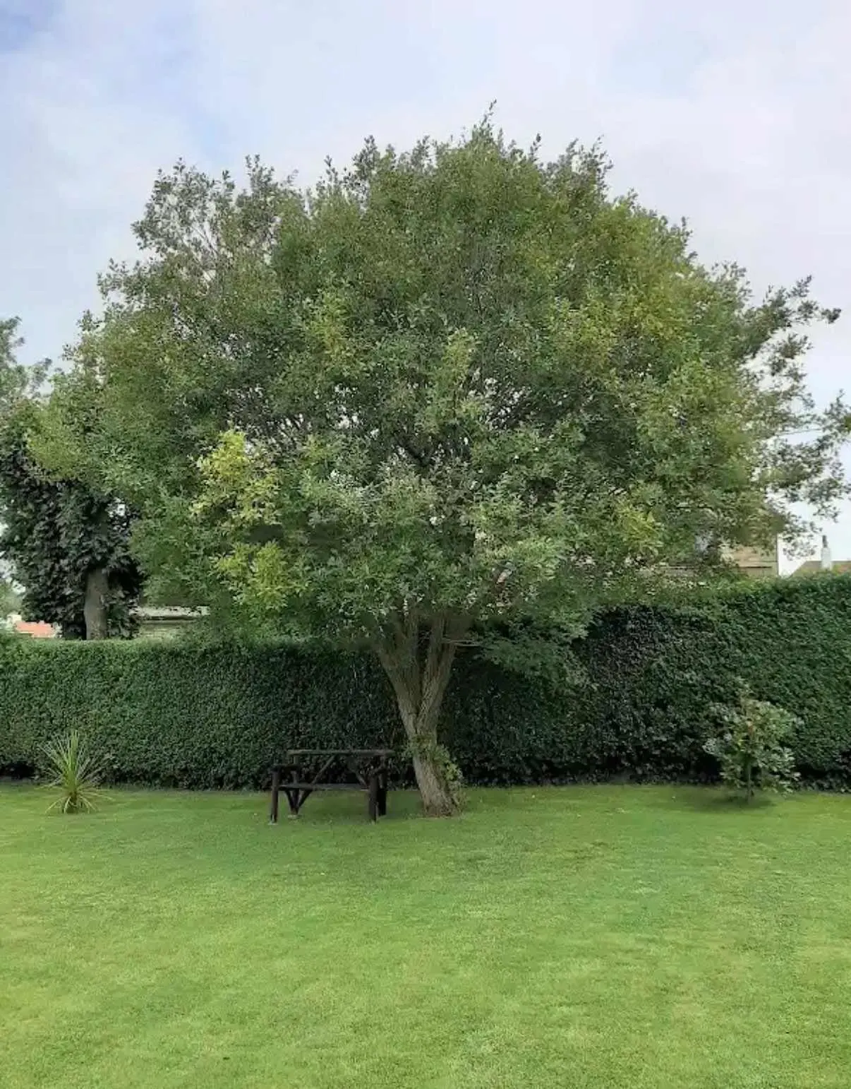 Images Tree Doctors & Landscaping