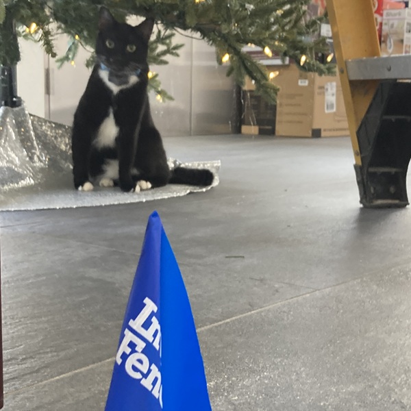 Cat being trained for Invisible Fence® in Wayne County, IN