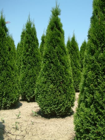 Images A. Brown & Sons Nursery Inc.