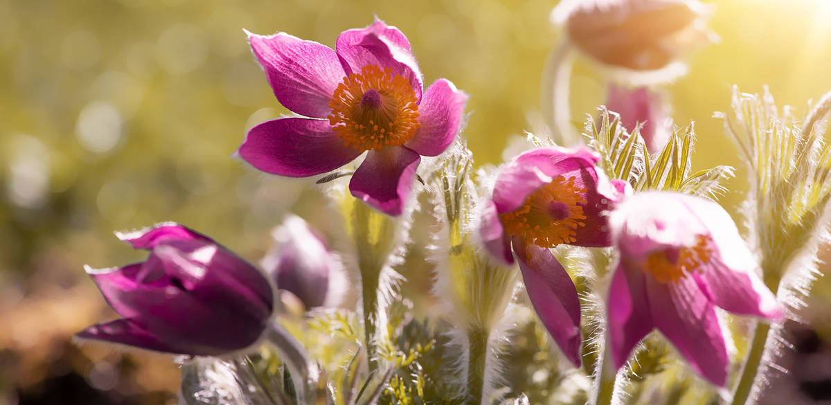 Bild 4 von Gartenbau-Floristik Tauderer