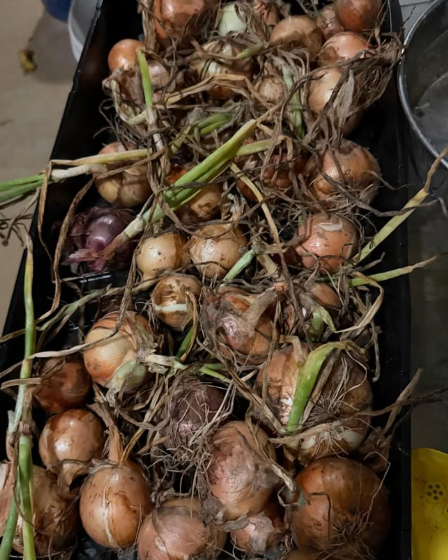 Fresh onions from the garden make all the watering and waiting worth it. Summer harvests are one of our favorite parts of the season. Wishing everyone a season full of sunshine, fresh produce, and time outdoors.
