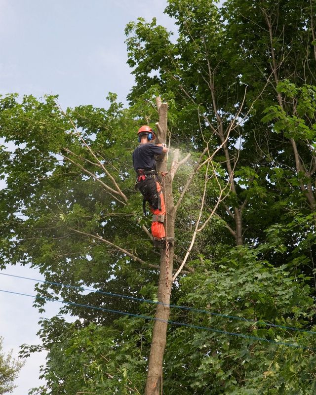 JC Tree Care Image