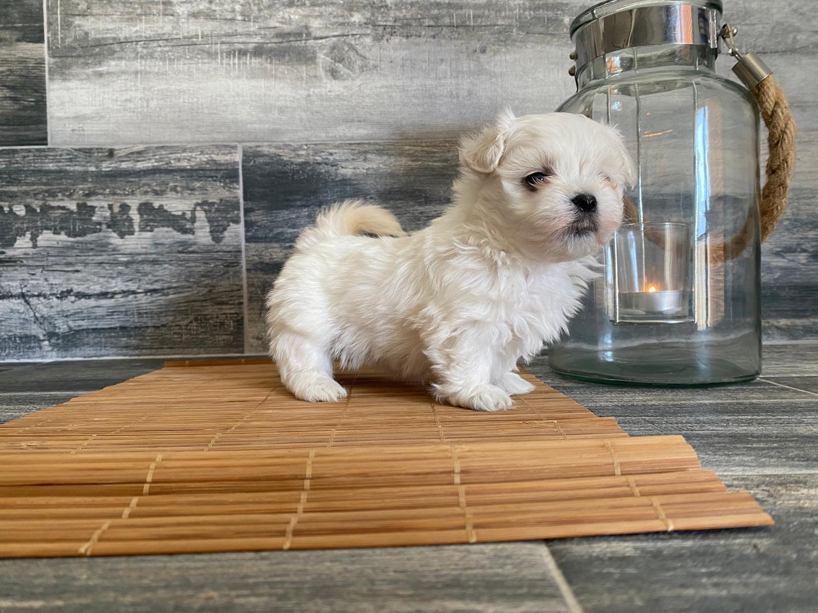 Images Olimpo De Zeus