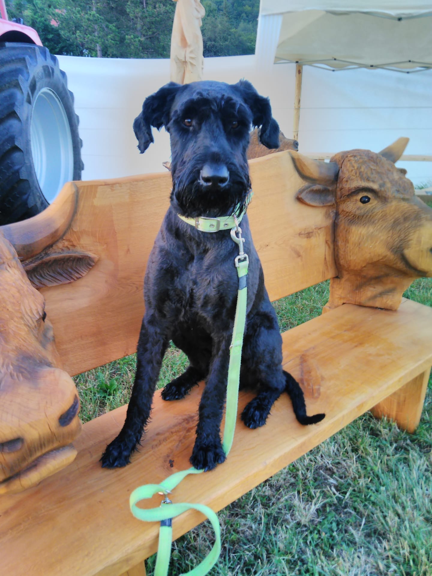 JMPS Security GmbH Jürg Schäpper, Sommerhaldenstrasse 17 C in Brugg