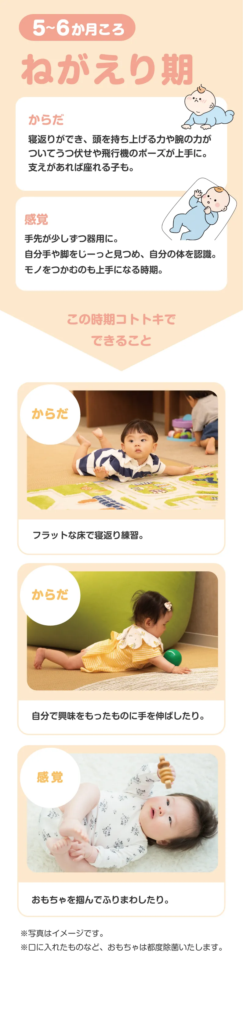 5〜6か月ごろ
