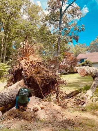 Images Green Outdoors Tree Service