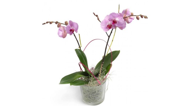Images Eka Blommor AB - Blommor Lund